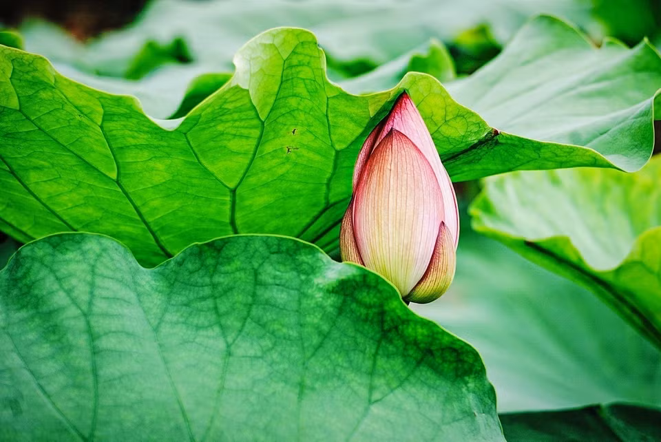 Nụ sen hồng e lệ nấp dưới tán lá. (Ảnh: Khánh Hòa/TTXVN)
