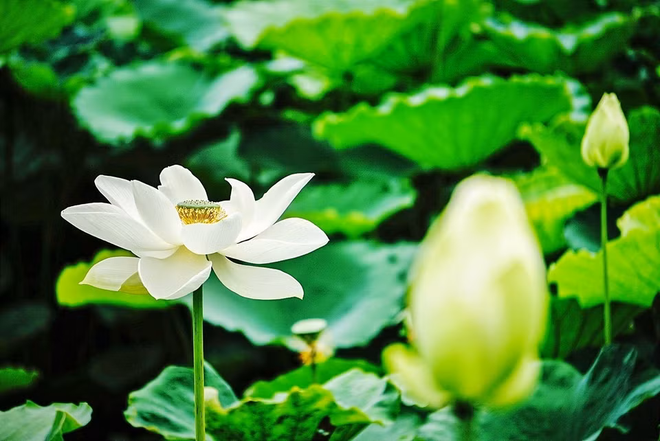 Vẻ đẹp thuần khiết của những bông sen trắng trong đầm sen Tây Hồ, Hà Nội. (Ảnh: Khánh Hòa/TTXVN)