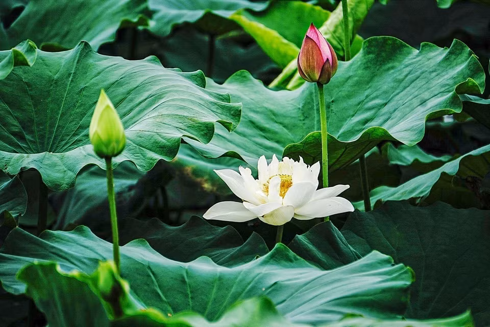 Vẻ đẹp thuần khiết của những bông sen trắng trong đầm sen ở phố Trịnh Công Sơn (quận Tây Hồ, Hà Nội). (Ảnh: Khánh Hòa/TTXVN)