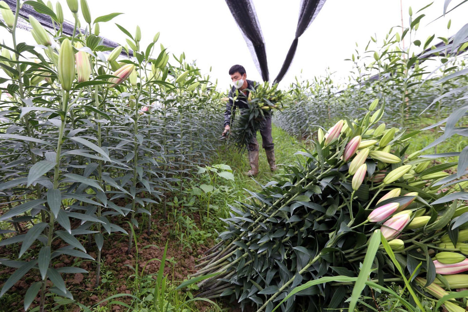 (Ảnh: Anh Tuấn/TTXVN)