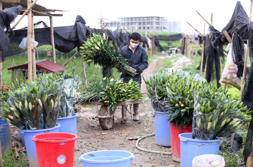 Người dân vẫn phải thu hoạch hoa hàng ngày. (Ảnh: Anh Tuấn/TTXVN)
