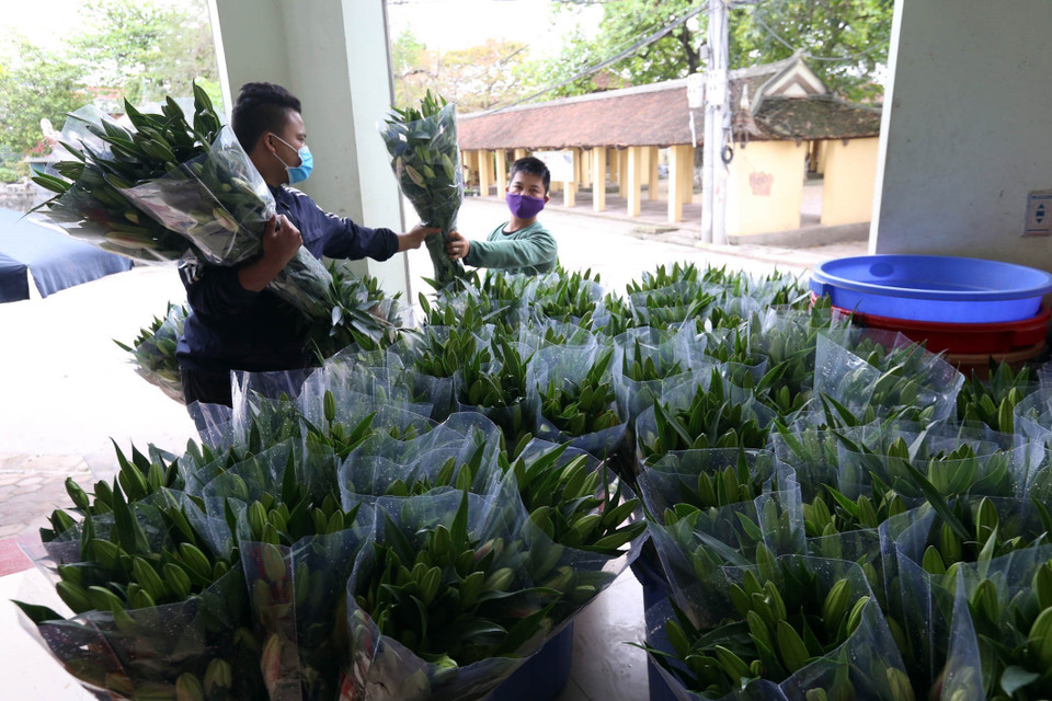 Do ảnh hưởng dịch COVID-19, vụ hoa ly sau Tết mục đích phục vụ ngày Rằm và các lễ hội đầu xuân của những người trồng và thuê đất trồng hoa làng Tây Tựu, Quận Bắc Từ Liêm, Hà Nội đã ế ẩm do nguồn cung thừa.(Ảnh: Anh Tuấn/TTXVN)