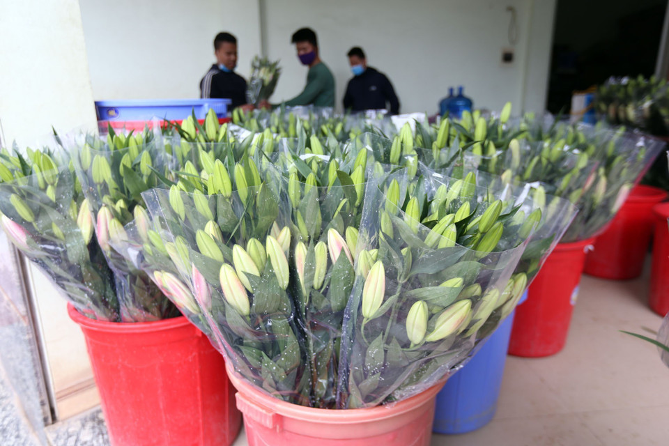 Gia đình anh Nguyễn Ngọc Doanh làng Tây Tựu, quận Bắc Từ Liêm, Hà Nội, vụ ly này đã lỗ 300 triệu đồng. (Ảnh: Anh Tuấn/TTXVN)