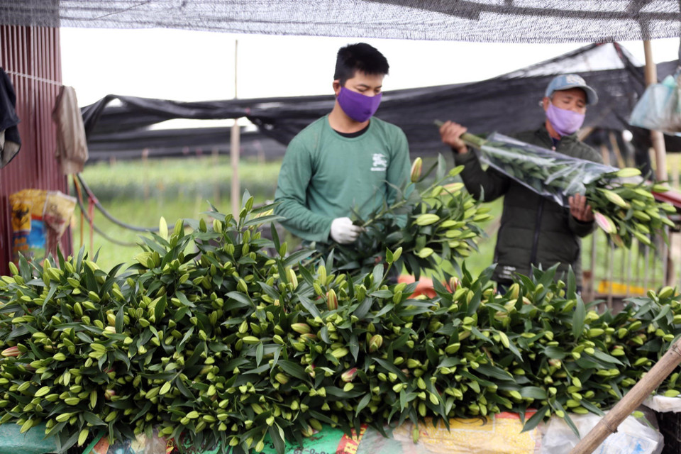 Buộc gói hoa ly, những chục hoa ly này năm trước có giá vài trăm, nay chỉ được vài chục nghìn. (Ảnh: Anh Tuấn/TTXVN)
