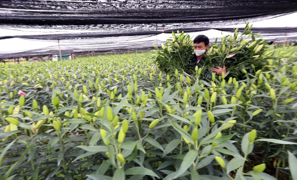 Giá thành hoa thấp chỉ bằng 1/10 cùng kỳ năm trước, hoa thu hoạch xong không có người mua, thu hái, mang đi bán… rồi lại mang về. (Ảnh: Anh Tuấn/TTXVN)