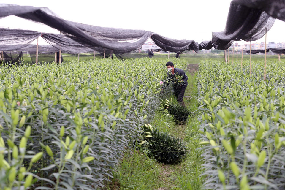 Gia đình anh Nguyễn Ngọc Doanh, làng Tây Tựu, quận Bắc Từ Liêm, Hà Nội tổng diện tích trồng tại ruộng nhà và thuê là 2,2 mẫu hoa ly. (Ảnh: Anh Tuấn/TTXVN)