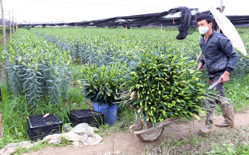 Có nhiều gia đình trồng hoa lỗ vài trăm triệu, nhiều người đã phá bỏ để trồng vụ mới với hy vọng khi hết dịch COVID-19, hoa ly sẽ có giá hơn để bù lại phần nào những gì đã mất. (Ảnh: Anh Tuấn/TTXVN)