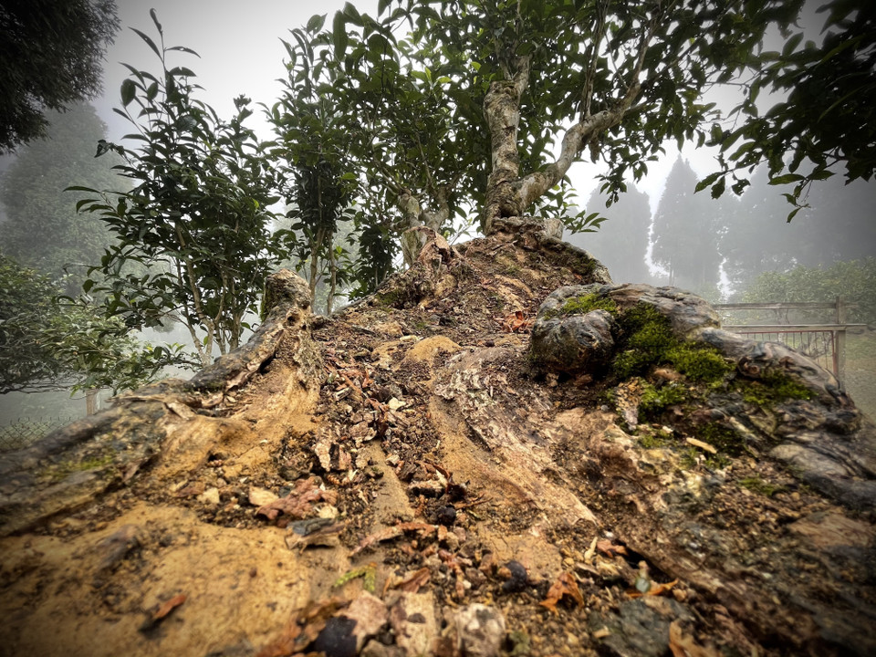 Mỗi lần có hiện tượng mối xâm nhập cây chè, xã đều có báo cáo với huyện và mời cán bộ kỹ thuật đến để xử lý bằng chế phẩm sinh học. (Ảnh: Tuấn Anh/TTXVN)