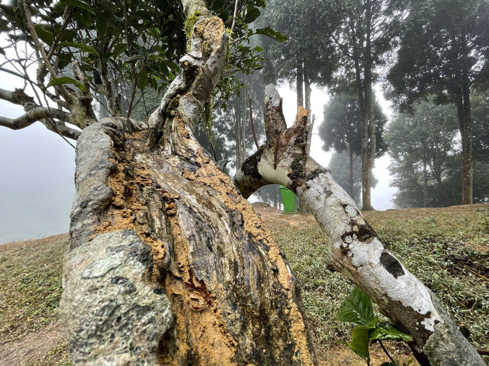 Không chỉ riêng cây chè tổ có hiện tượng này mà cả vùng chè có nhiều cây khác cũng bị mối ăn, có cây đã bị chết. Ngoài ra, do các cây chè có tuổi đời cao, sức chống chọi với điều kiện tự nhiên không được tốt nên dẫn đến hiện tượng cây chè bị chết. (Ảnh: Tuấn Anh/TTXVN)