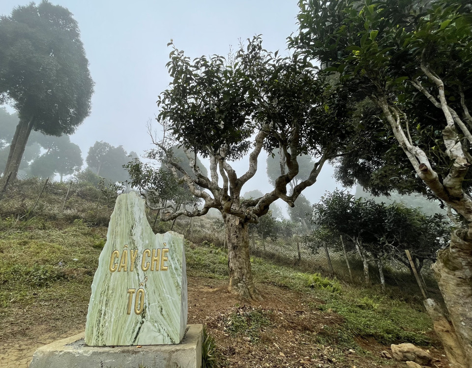 Thực ra cây chè tổ đã có hiện tượng khô héo, dù đã được sử dụng chế phẩm sinh học nhưng tình trạng vẫn không cải thiệu. Bên cạnh đó việc người dân và du khách đi lại quanh gốc nhiều cũng khiến rễ cây bị nghẽn. (Ảnh: Tuấn Anh/TTXVN)