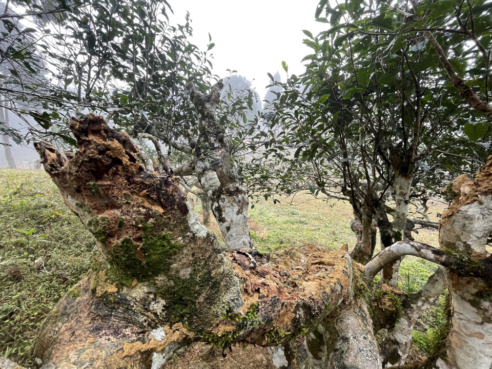 Không chỉ riêng cây chè tổ có hiện tượng này mà cả vùng chè có nhiều cây khác cũng bị mối ăn, có cây đã bị chết. Ngoài ra, do các cây chè có tuổi đời cao, sức chống chọi với điều kiện tự nhiên không được tốt nên dẫn đến hiện tượng cây chè bị chết. (Ảnh: Tuấn Anh/TTXVN)