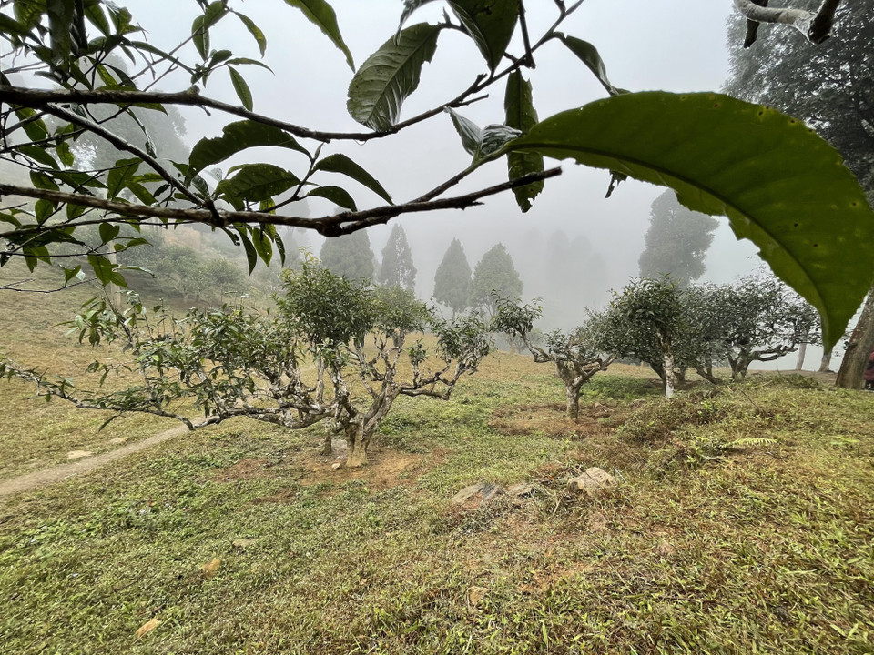 Quần thể chè Shan Tuyết cổ thụ xã Suối Giàng mọc tự nhiên ở độ cao 1.300-1.800 mét so với mặt nước biển, quanh năm được bao bọc bởi mây mù, tuổi đời từ 100 đến 400 năm. Hiện xã Suối Giàng có trên 500ha chè Shan Tuyết, trong đó có 400 cây chè Shan Tuyết cổ thụ đã được công nhận là cây di sản Việt Nam. (Ảnh: Tuấn Anh/TTXVN)