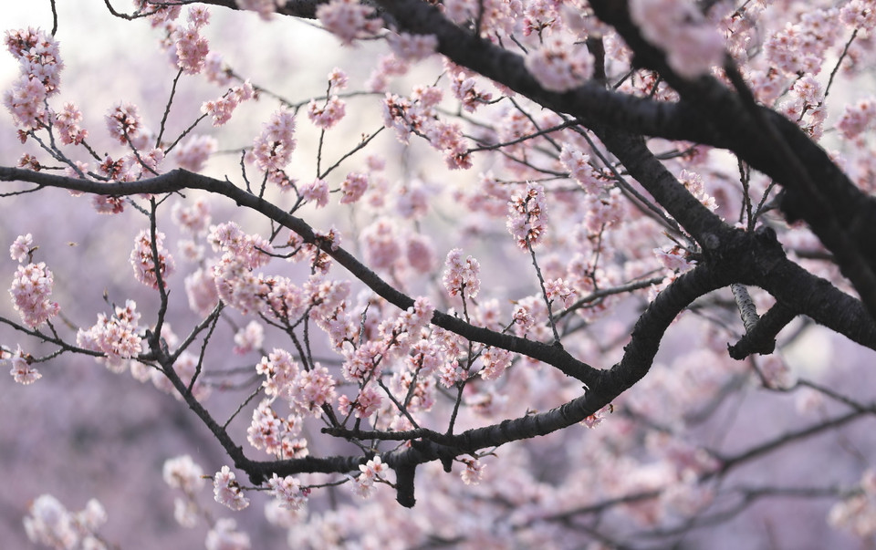 Hoa anh đào nở rộ tại Dương Châu, tỉnh Giang Tô, Trung Quốc, ngày 10/3. (Ảnh: THX/ TTXVN)