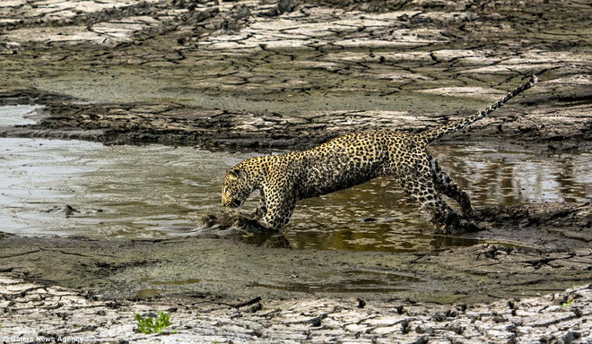 Báo đốm quan sát kỹ con mồi trước khi nhảy xuống để bắt. (Nguồn: Caters News Agency)