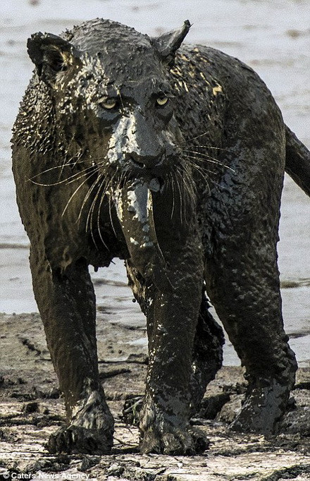 Báo đốm dính đầy bùn sau khi bắt được con cá trê. (Nguồn: Caters News Agency)