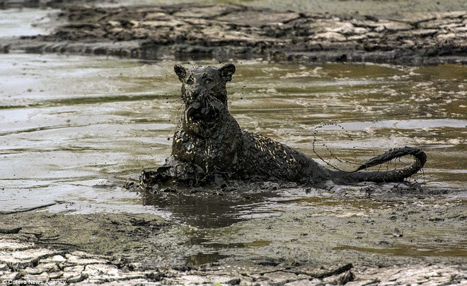 Con báo đốm ngậm chú cá trê trong miệng. (Nguồn: Caters News Agency)
