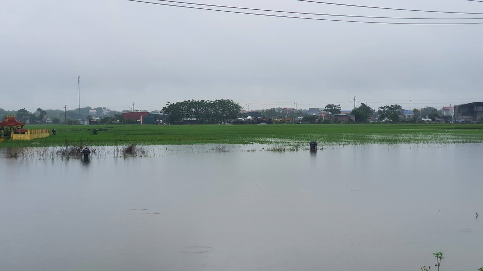 Vĩnh Phúc: Lũ lớn tiếp tục dồn về, hàng ngàn ha lúa mới trổ bông và chuẩn bị gặt bị ngập nặng. (Ảnh: Nguyễn Trọng Lịch/TTXVN)