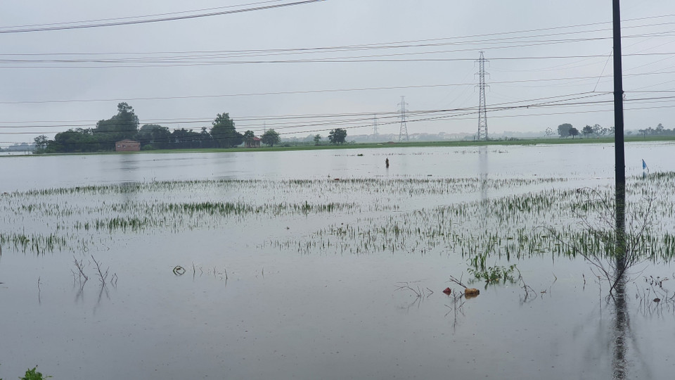  Các diện tích lúa mới trổ bông và chuẩn bị gặt ở huyện Yên Lạc bị ngập nặng.(Ảnh: Nguyễn Trọng Lịch/TTXVN)