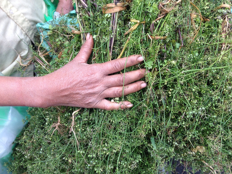 Hai mươi năm trồng và cung cấp mùi già trong cho các dịp Tết, dấu ấn thời gian cùng những nhọc nhằn ghi dấu trên đôi bàn tay của cô Vũ Thị Lãng, Lệ Chi, Gia Lâm. (Ảnh: Linh Chi/Vietnam+)