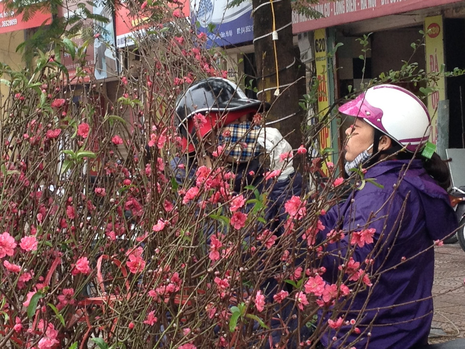 Những cành đào nhỏ có thể trưng bài trên bàn thờ được nhiều người ưa thích. Mỗi cành đào nhỏ được bán với giá 150.000 đồng. (Ảnh: Linh Chi/Vietnam+)