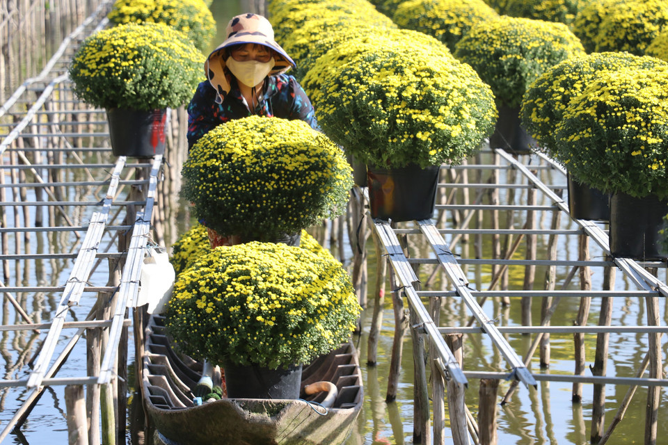 Cúc mâm xôi của gia đình chị Quyền ở xã Tân Khánh Đông , thành phố Sa Đéc đang thu hoạch. (Ảnh : Nguyễn Văn Trí/TTXVN)