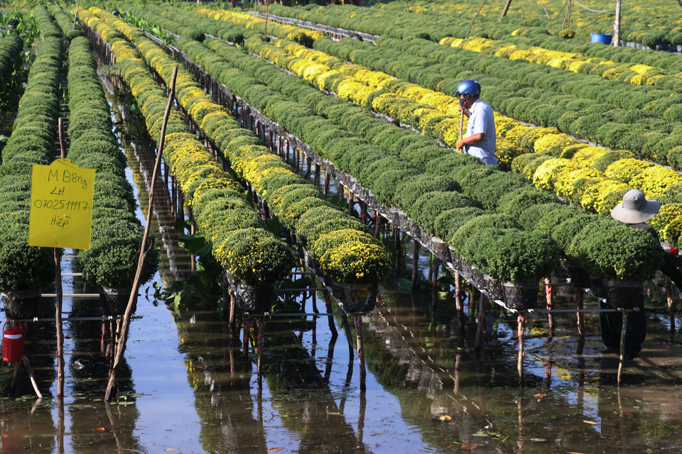 Ruộng cúc mâm xôi ở xã Tân Khánh Đông, thành phố Sa Đéc. (Ảnh : Nguyễn Văn Trí/TTXVN)