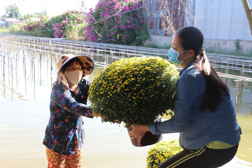 Cúc mâm xôi của gia đình chị Quyền ở xã Tân Khánh Đông, thành phố Sa Đéc đang thu hoạch. (Ảnh : Nguyễn Văn Trí/TTXVN)