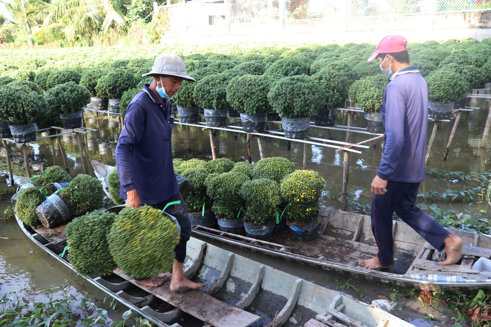 Thu hoạch cúc mâm xôi ở Sa Đéc đưa đi tiêu thụ. (Ảnh : Nguyễn Văn Trí/TTXVN)