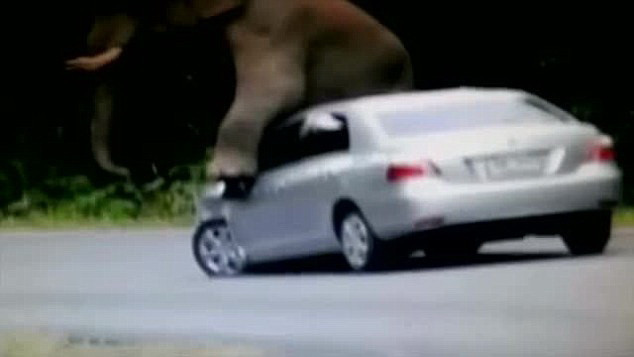 Chú voi ngồi trên xe một lúc rồi nhảy xuống và bỏ đi, để lại chiếc xe bị hư hại nặng.