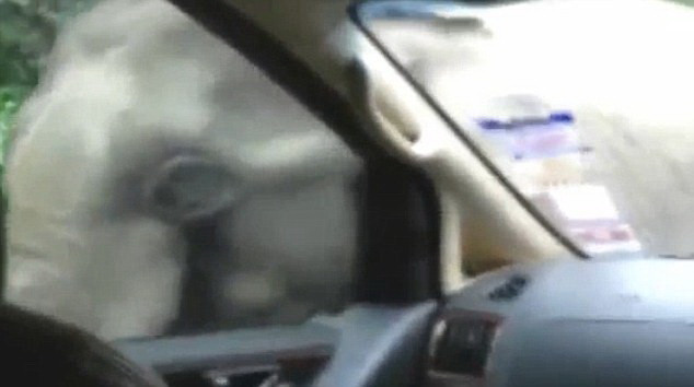 Chú voi đặt vòi mình lên nắp capô xe trước.