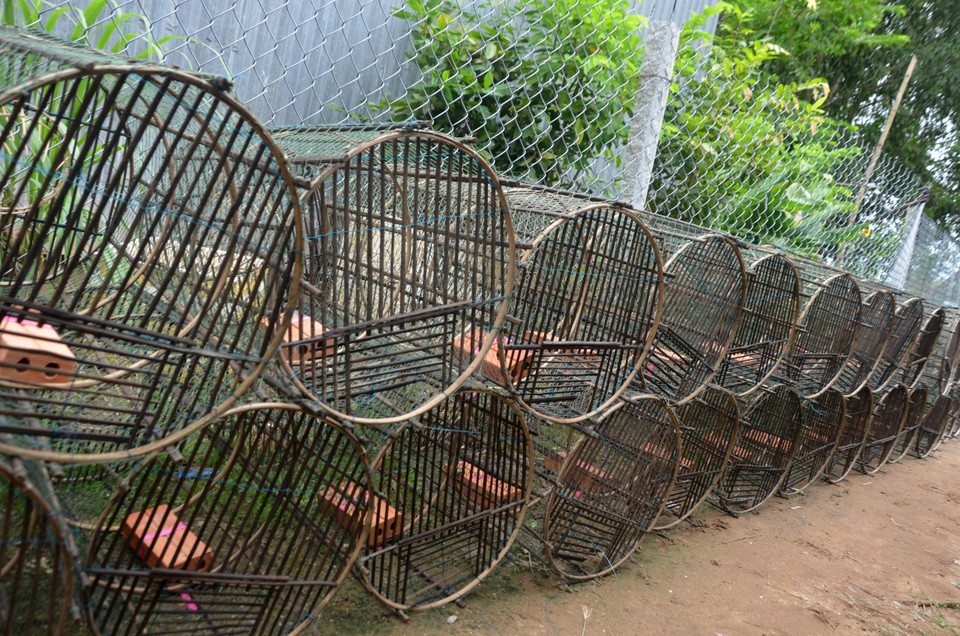 Lợp tôm của bà con xã Vĩnh Hội Đông (An Phú, An Giang) sẵn sàng chờ nước lũ về. (Ảnh: Công Mạo/TTXVN)