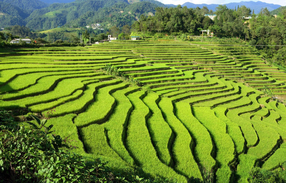 Những thửa ruộng bậc thang được tạo nên bởi bàn tay khéo léo của đồng bào các dân tộc sinh sống tại xã biên giới Sì Lở Lầu. (Ảnh: Quý Trung/TTXVN)