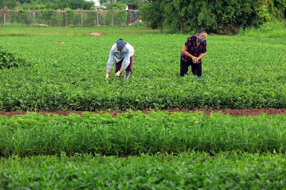 Người dân Thanh Trì thu hoạch rau màu, đảm bảo cung ứng thực phẩm thiết yếu phòng, chống dịch. (Ảnh: Tuấn Anh/TTXVN)