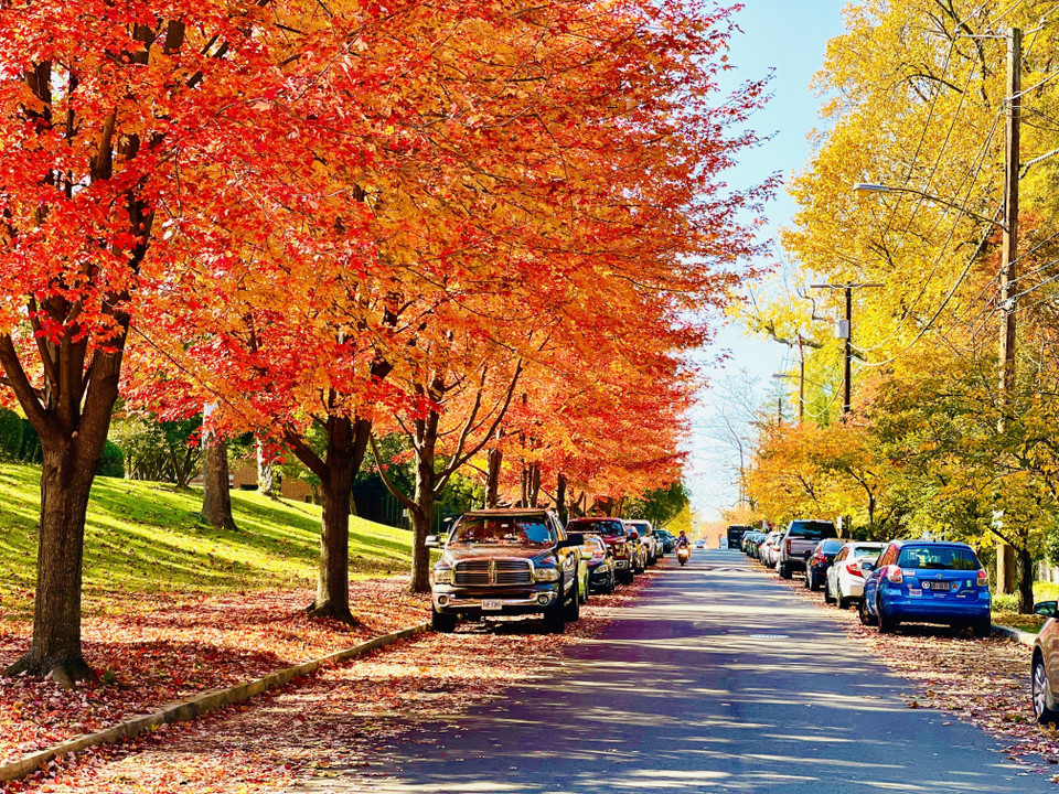 Hai hàng cây ven đường ở thủ đô Washington DC mang màu áo mới. (Ảnh: Đặng Huyền/TTXVN)