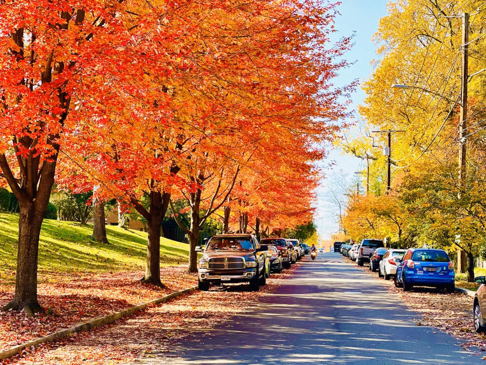 Hai hàng cây ven đường ở thủ đô Washington DC mang màu áo mới. (Ảnh: Đặng Huyền/TTXVN)