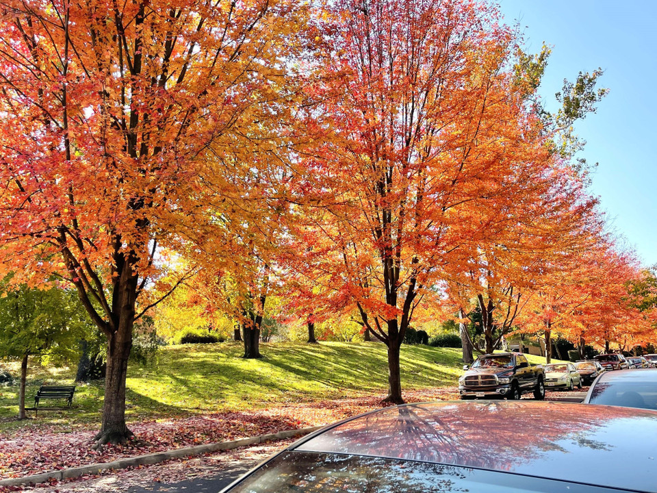 Hàng cây vàng rực trong nắng mùa Thu. (Ảnh: Đặng Huyền/TTXVN)
