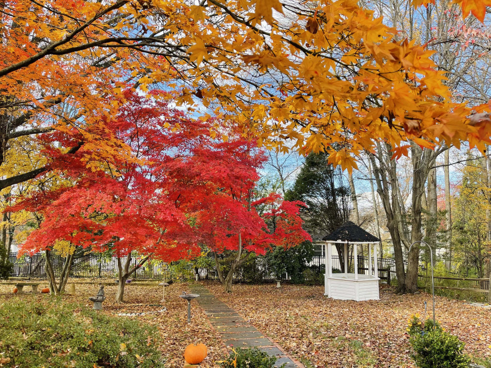 Góc vườn nhỏ trở nên rực rỡ khi mùa Thu về. (Ảnh: Đặng Huyền/TTXVN)