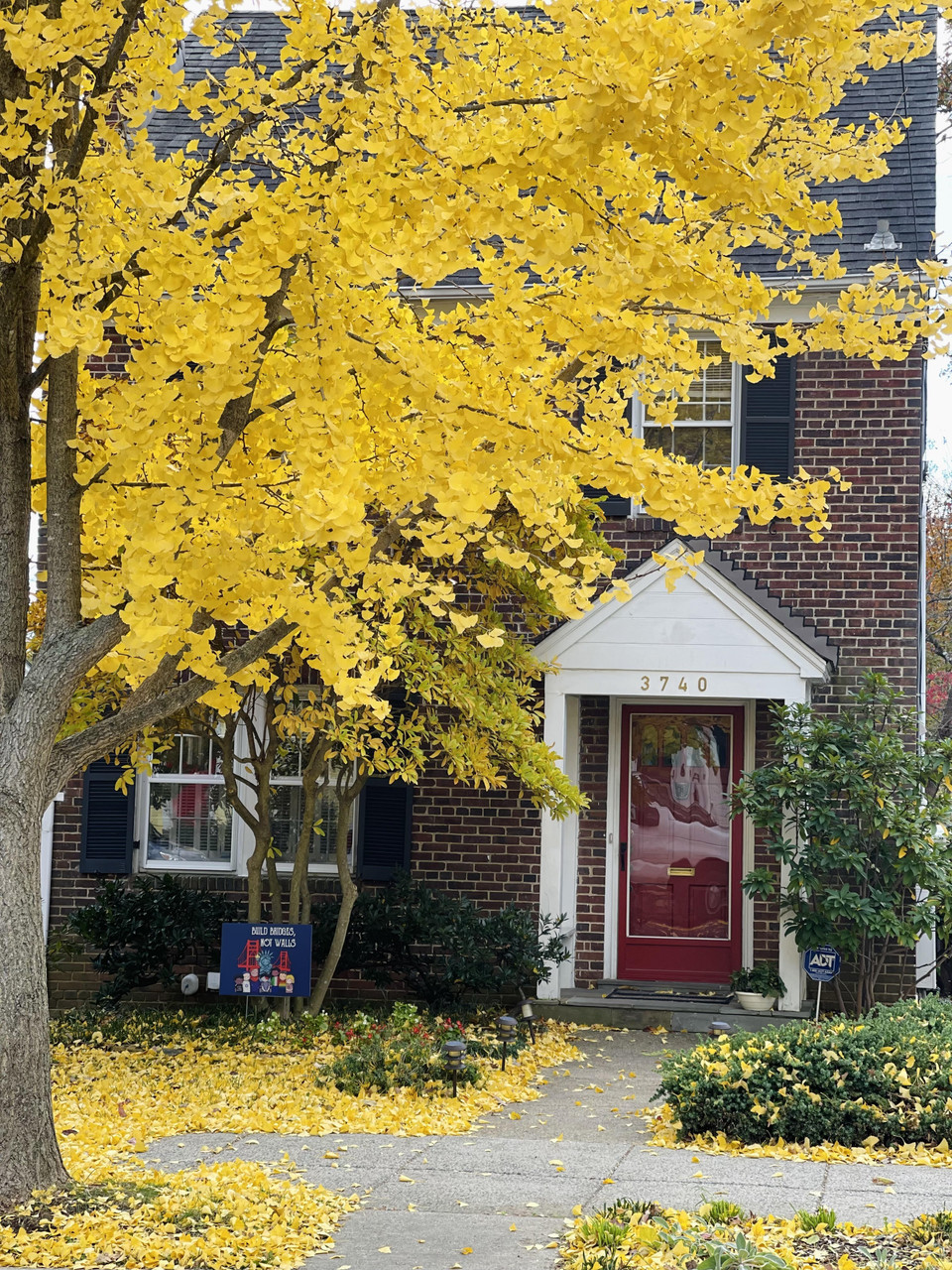 Cây Gingko vàng rực rỡ cả một góc phố ở thủ đô Washington DC. (Ảnh: Đặng Huyền/TTXVN)