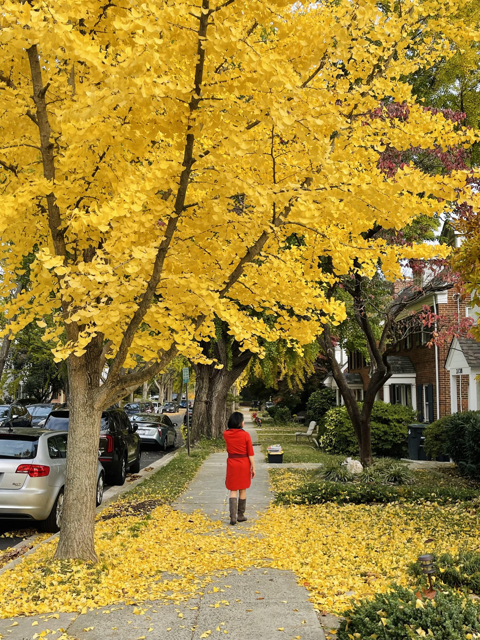 Con phố với hàng cây Gingko là địa điểm chụp ảnh ưa thích của nhiều du khách khi đến thủ đô Washington, DC. (Ảnh: Đặng Huyền/TTXVN)