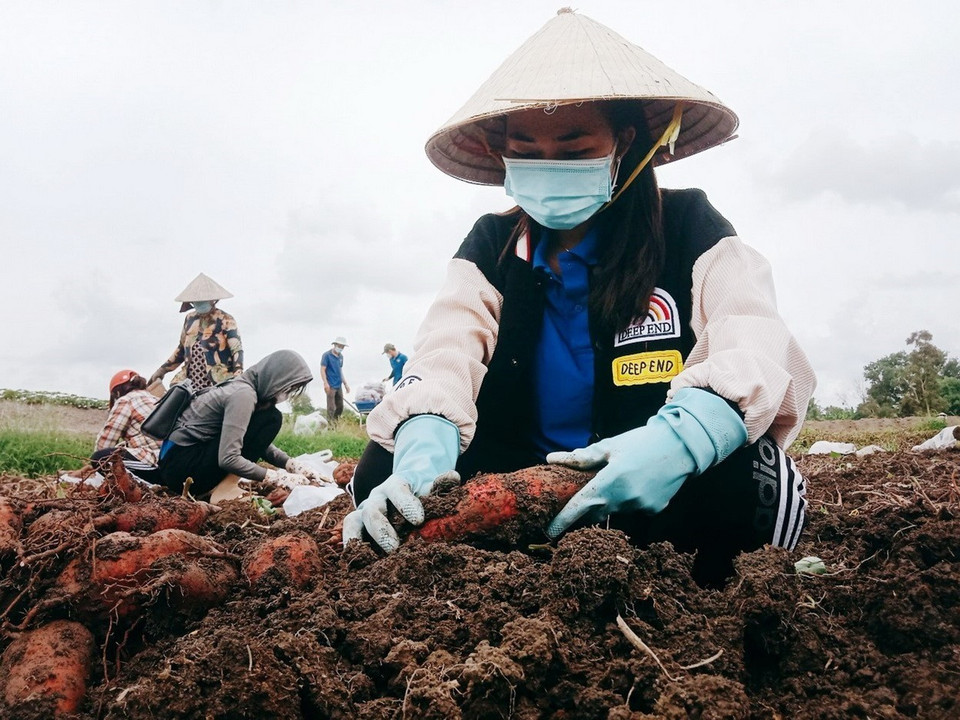 Đoàn viên, thanh niên tình nguyện thu hoạch khoai lang giúp dân tại xã Thạnh Hưng, huyện Giồng Riềng (Kiên Giang) do ảnh hưởng dịch COVID-19 bùng phát mạnh trên địa bàn. (Ảnh: TTXVN phát)