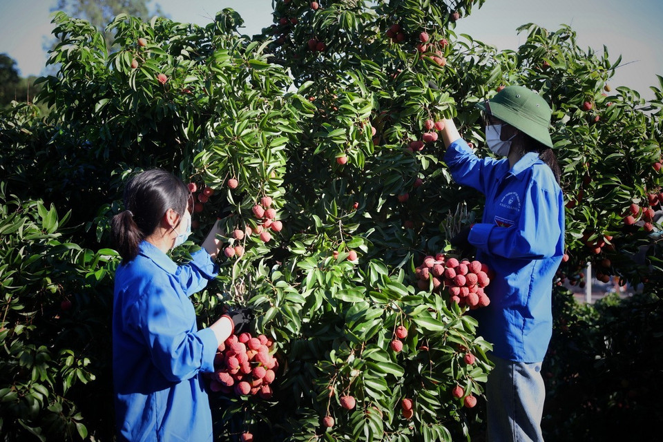 Do dịch bệnh COVID-19, nguồn lao động tại huyện Lục Ngạn (Bắc Giang) thiếu hụt trong khi vải thiều đang vào chính vụ, thanh niên tình nguyện huyện Lục Ngạn giúp người dân thu hoạch vải thiều. (Ảnh: Danh Lam/TTXVN)