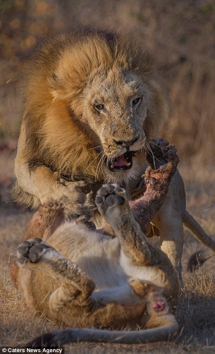 Những con sư tử đói cố giành lấy quyền sở hữu một miếng mồi lớn. (Nguồn: Caters News Agency)