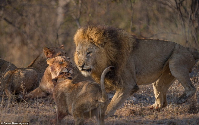 Con sư tử đực ra những miếng đòn hết sức quyết liệt về phía đối thủ. (Nguồn: Caters News Agency)