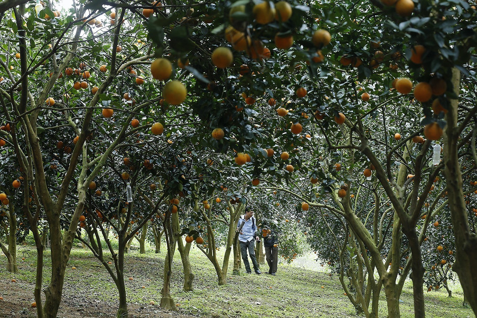Vườn cam lòng vàng đến kỳ thu hoạch tại xã Đông Phong (Cao Phong, Hòa Bình). (Ảnh: Trọng Đạt/TTXVN)