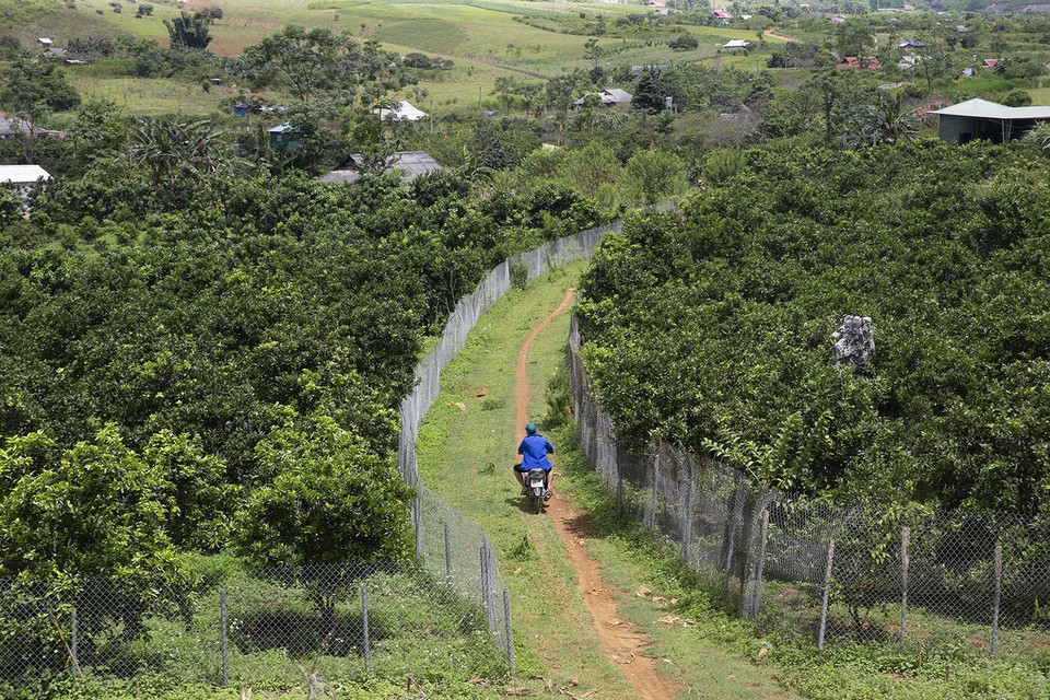 Những vườn cam bắt đầu cho thu hoạch tại xã Thạch Yên, huyện Cao Phong, Hòa Bình. (Ảnh: Trọng Đạt/TTXVN)