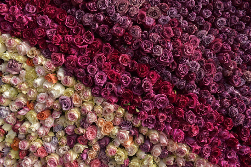 Hoa hồng sự dụng để làm Kim tự tháp tại thị trấn Tabacundo. (Ảnh: AFP/TTXVN)