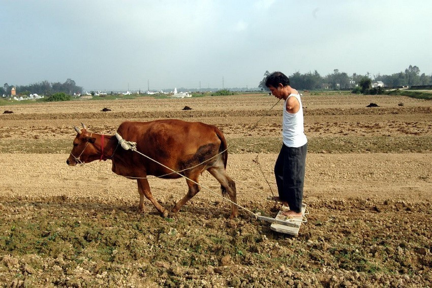 Anh Hoa Xuân Tứ (Nghệ An) làm đất gieo lạc xuân, tự làm ruộng và chăn nuôi, ổn định cuộc sống, nuôi dạy các con trưởng thành. (Ảnh: Lan Xuân/TTXVN)