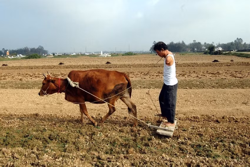 Anh Hoa Xuân Tứ (Nghệ An) làm đất gieo lạc xuân, tự làm ruộng và chăn nuôi, ổn định cuộc sống, nuôi dạy các con trưởng thành. (Ảnh: Lan Xuân/TTXVN)