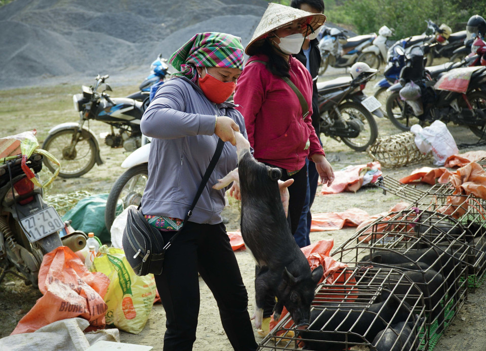 Lợn cắp nách được bán tại chợ phiên Xá Nhè. (Ảnh: Xuân Tư/TTXVN)