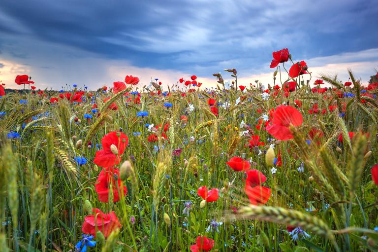 Những bông hoa mùa hè hoa nở rộ trên cánh đồng ở gần bờ biển phía bắc của Estonia. Quận Harju nằm trên vịnh Phần Lan, là nơi đông dân nhất của Estonia, có Vườn quốc gia Lahemaa, công viên quốc gia đầu tiên thuộc Liên Xô cũ. (Nguồn: Nat Geo)